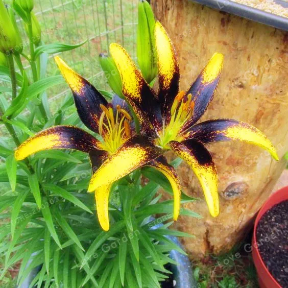 2 Bulb Perfume Lilies (Not Bonsai) , Rare Flower Garden Plant , Balcony Bonsai Courtyard Plant Flowers Lily
