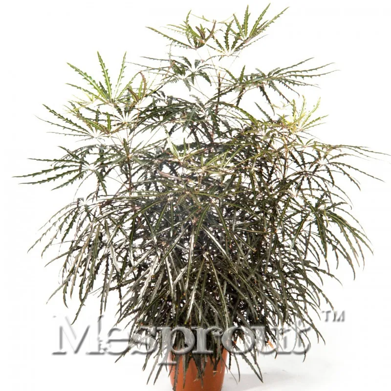 

100% True***20PCS Beautiful Peacock Wood Tree Bonsai DIy Home Garden Courtyard Pot Flower Free Shipping Cheap Bonsai