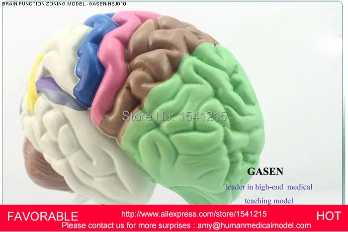 

THE BRAIN FUNCTIONAL ZONING MODEL-GASEN-NSJ010 HUMAN BRAIN PARTITION TELENCEPHALON HEMISPHERE BRAIN