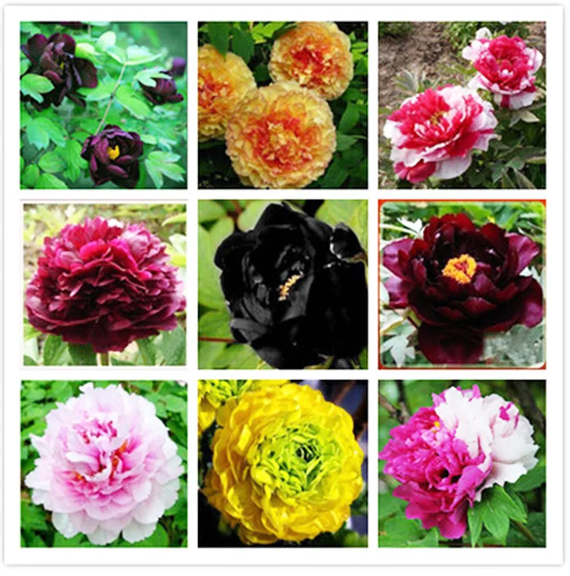 Buy Peony seeds rare black peony flower seed bonsai home garden decoration 100