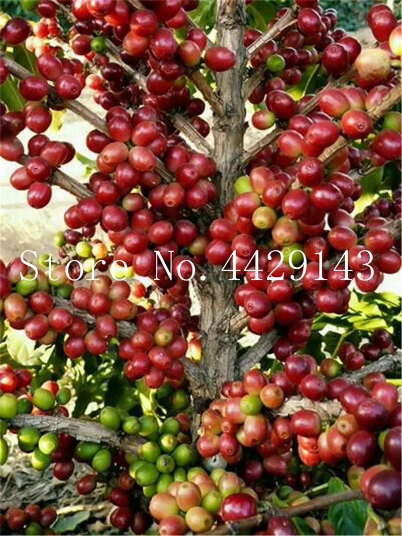 Sale! 15 Pcs Bonsai Coffee Bean Tropical Tree Plant Perennial Fruit