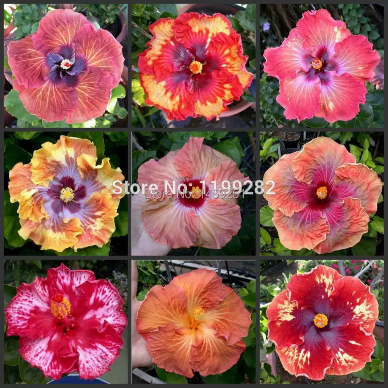 Купить Семена Гибискуса На Озон