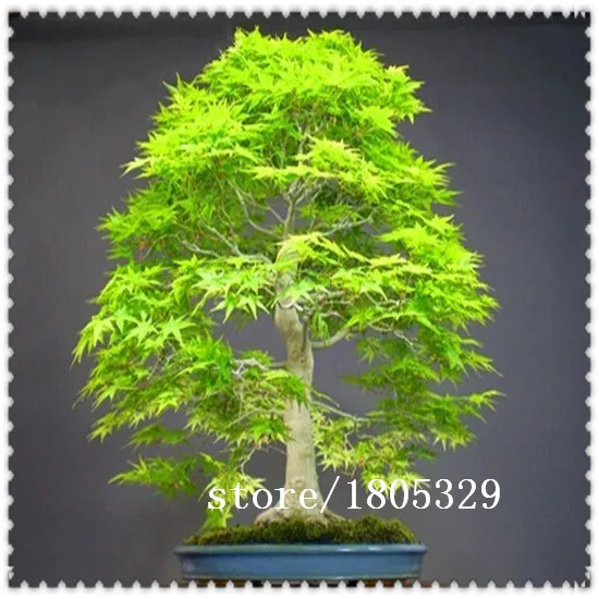 Ggg Bonsai Seeds 50pcs Dawn Redwood Bonsai Tree Grove Metasequoia Glyptostroboidesdiy Home Gardening Very Easy To Grow In Bonsai From Home Garden On Ggg Bonsai Seeds 50pcs Dawn Redwood Bonsai Tree Grove Metasequoia Glyptostroboidesdiy Home Gardening Very Easy To Grow In Bonsai From Home Garden On