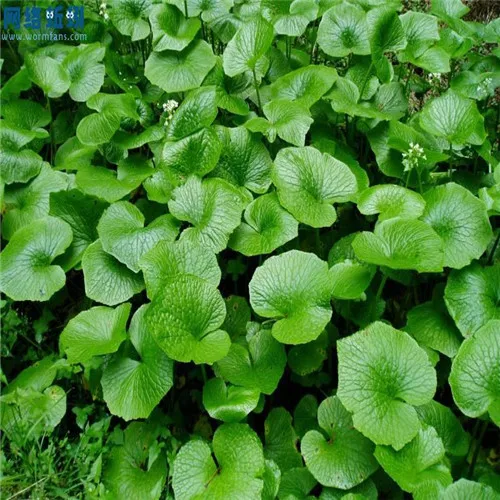 Outdoor & Gardening Seeds & Seed Bombs Japanese Horseradish Seed