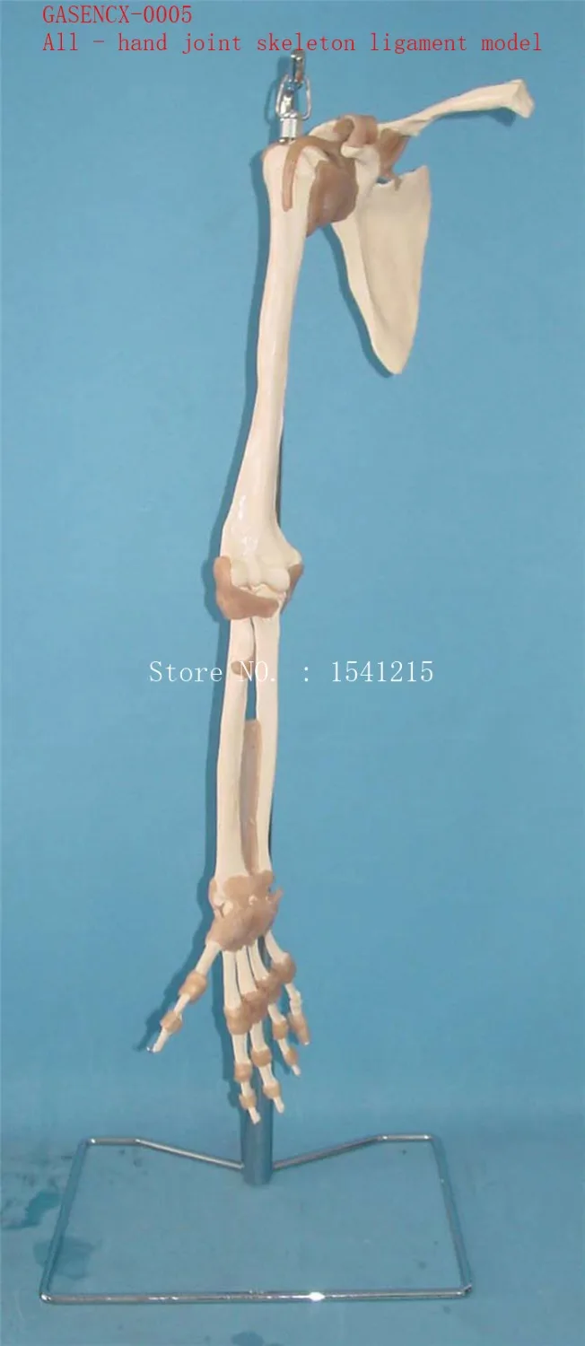 

All - hand joint skeleton ligament model Human skeleton Skeleton model Teaching model Medical model-GASENCX-0005