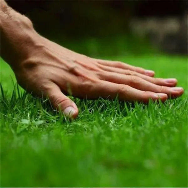 300 Pcs Japanese Forest Grass lawn, Perennial Evergreen Lawn bonsai plant, Beautiful Garden Ornamental Plant, Easy to Grow