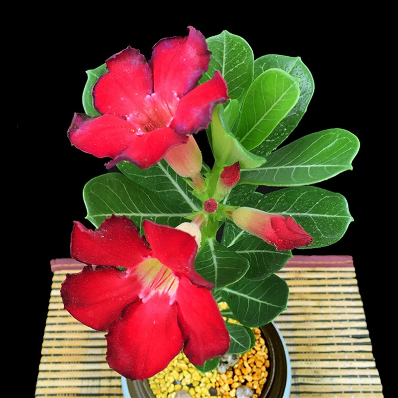 100% True Adenium Obesum Bonsai Exotic Desert Rose Flowers Balcony Desert-Rose Bonsai MultiColor Petals Succulents Tree 1 Pcs