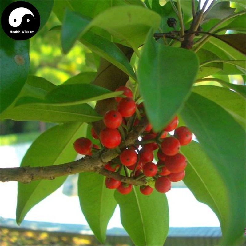 Купить Ilex Rotunda Tree Semente 240 шт завод Kurogane Holly китайский галстук Dong Qing