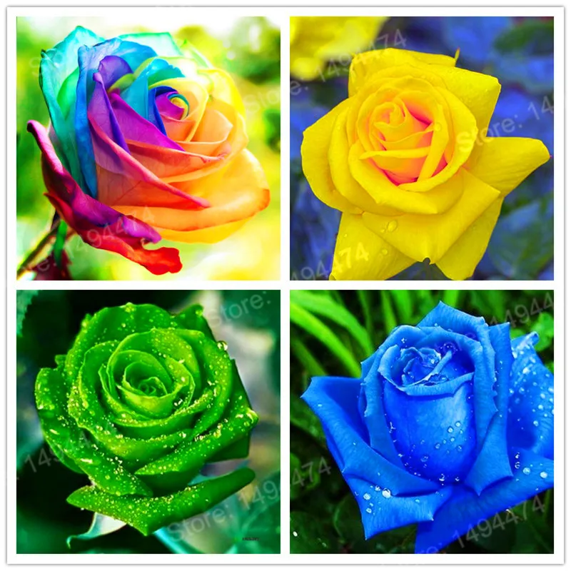 

200 Rare Rose flores colorful flower plantas rainbow rose plante special color flower bonsai plant for home garden,easy to grow
