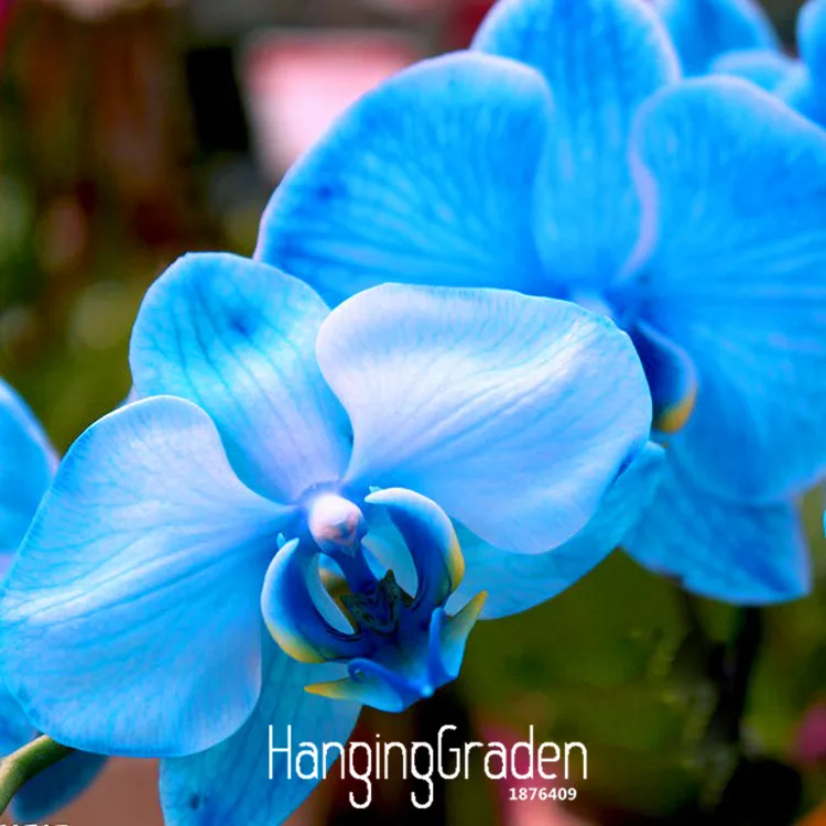 

Loss Promotion!Rare Bonsai Flower Blue Butterfly Orchid plant Beautiful Garden Phalaenopsis Orchids flores-200 PCS/Bag,#5P7LV8