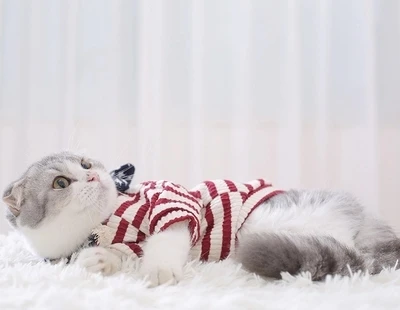 Одежда для кошек осень зима котята маленький свитер плюс Филиппинская