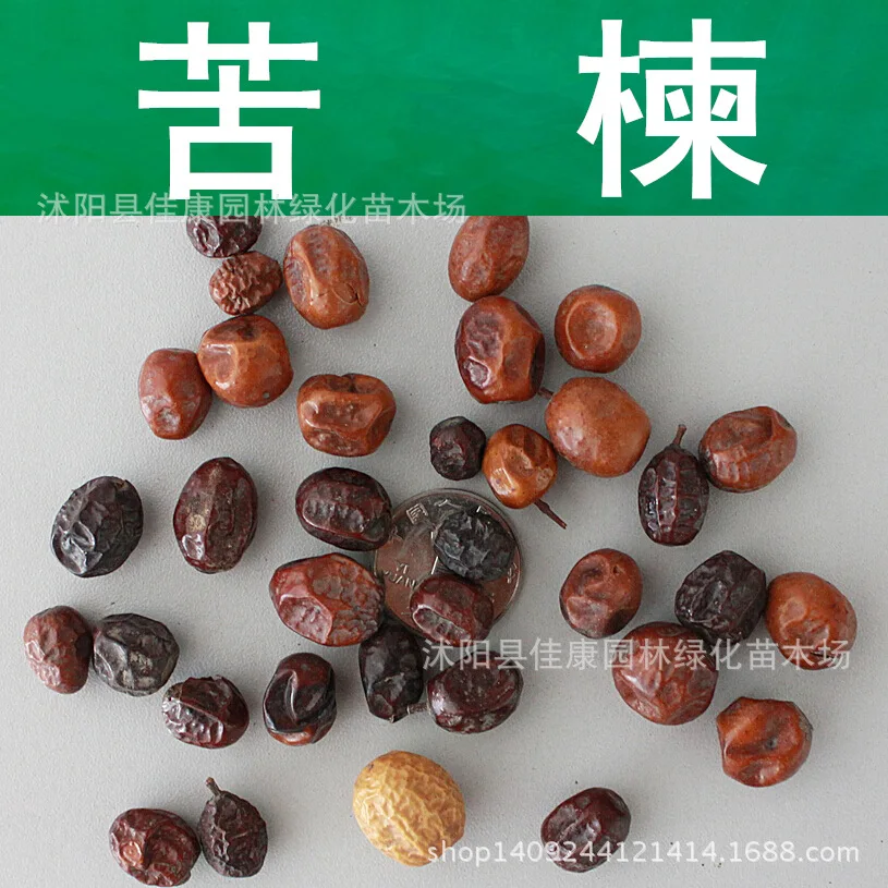 Online Buy Wholesale jujube tree from China jujube tree