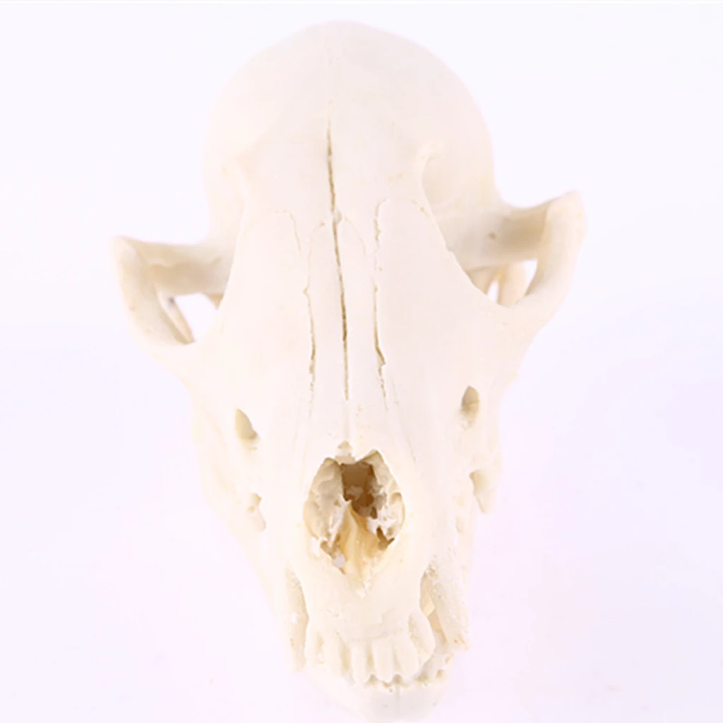 Realistic   Skull Replica Medical Teaching Skeleton Model Collectibles Home Decor