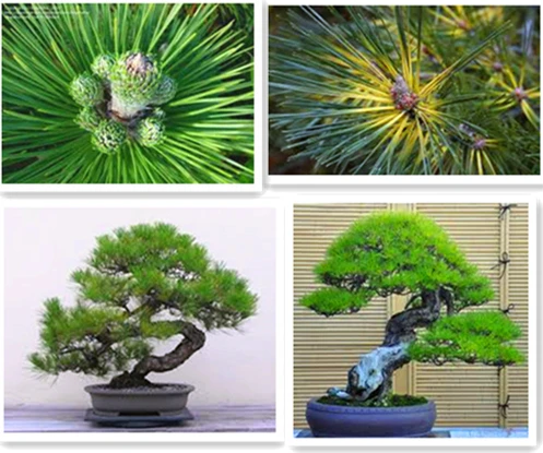 

bonsai Millennium Plants ,30pcs Five-leaved Pine Tree Potted Landscape Five Needle Pine Bonsai Miniascape