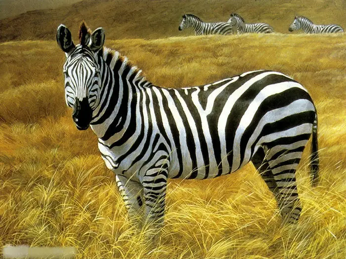 136 zebra-stripe For TheLand Rover Defender (2)