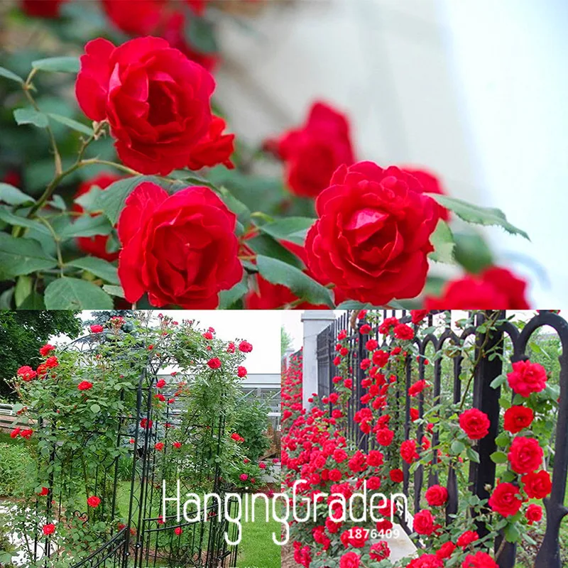 Лидер продаж! 100 шт./пакет красивый романтичный 6 различных Цвет плетистая Роза бонсай Роза Multiflora многолетние декор,# ZIU3VN