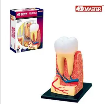 

Модель 4D dental 23, новая модель 3D dental.