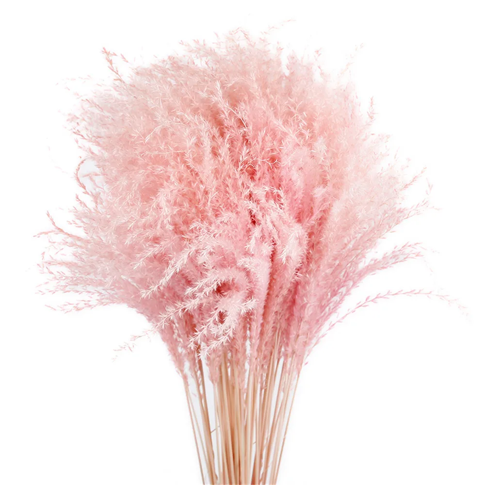 

10pcs Wedding decoration pink reed grass dried natural phragmites flowers bouquets dried bouquets mixed color