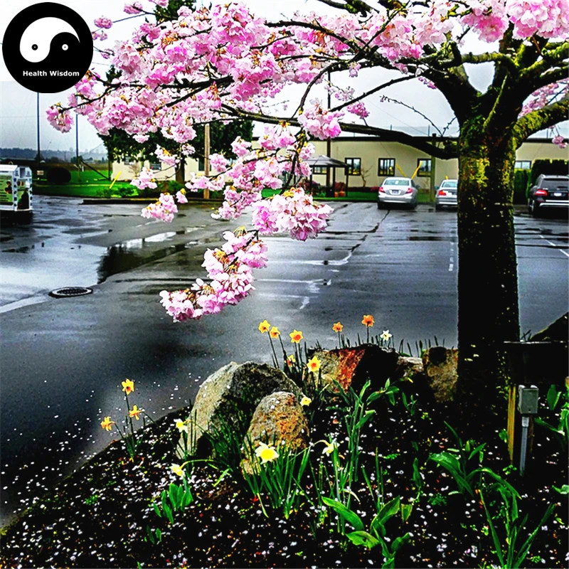 Sakura boom kopen