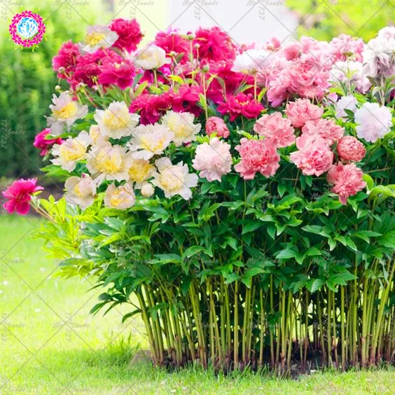 

10 Pcs Mixed Colour Double Blooms Peony Bonsai Plant Heirloom Peony Bonsai Flower Plant Perennial Garden Flower Planting