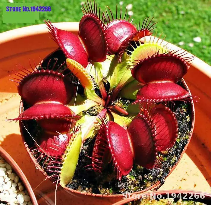 

100Pcs Potted Insectivorous Plant Dionaea Muscipula Giant Clip Venus Flytrap Bonsai Carnivorous Plant DIY Home Garden