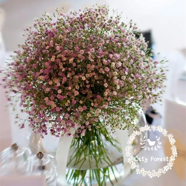 https://ae01.alicdn.com/kf/HTB16vs3JFXXXXc9XFXXq6xXFXXX3/Potted-flower-seeds-baby-s-breath-pink-Gypsophila-seeds-pink-baby-breath-about-100-particles.jpg_640x640.jpg
