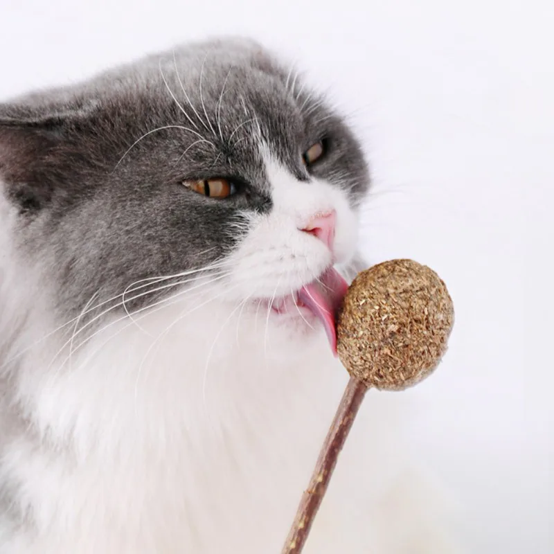 Cat Teeth Cleaning ToysTreats Catnip Lollipop with Organic ...