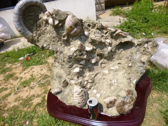 76kg(167 lb) Ammonite Shell Fossil Specimen + 8KG Stand