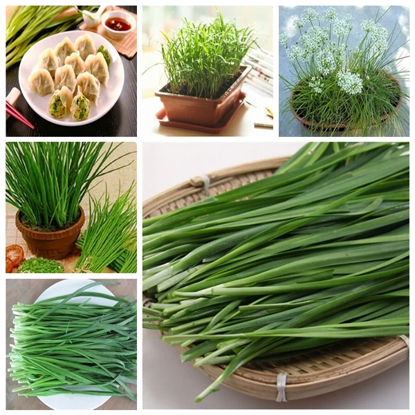 

selling100pcs Large - leaved Chinese chive continuous harvest Warming liver and kidney courtyard balcony potted vegetable bonsai