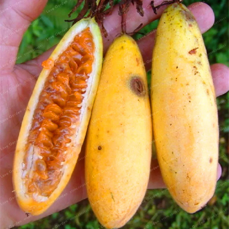Passiflora Banana Passion Fruit Seeds Pink Flower Tropical Garden Passiflora Family Garden