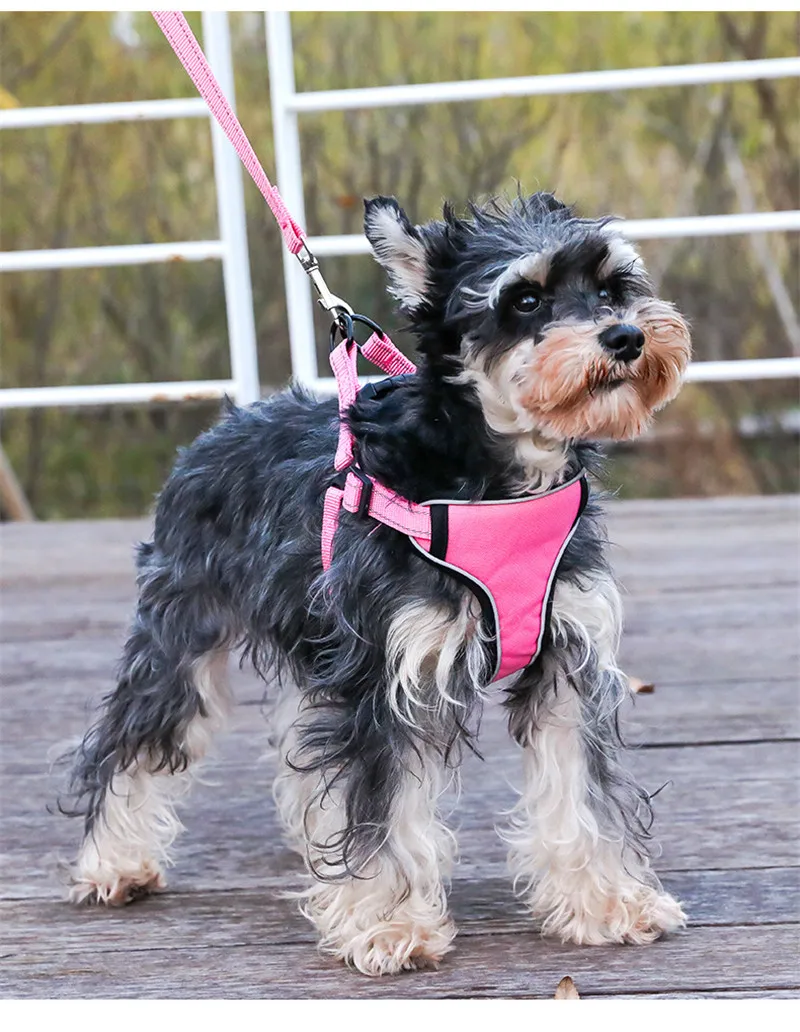 Dog Harness (14)