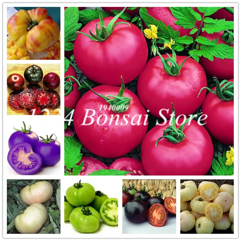 

Sales! 200 pcs Tomato bonsai Balcony Fruits and Vegetables Plant Potted Bonsai Tomato Organic Ornamental Plants for Home Garden