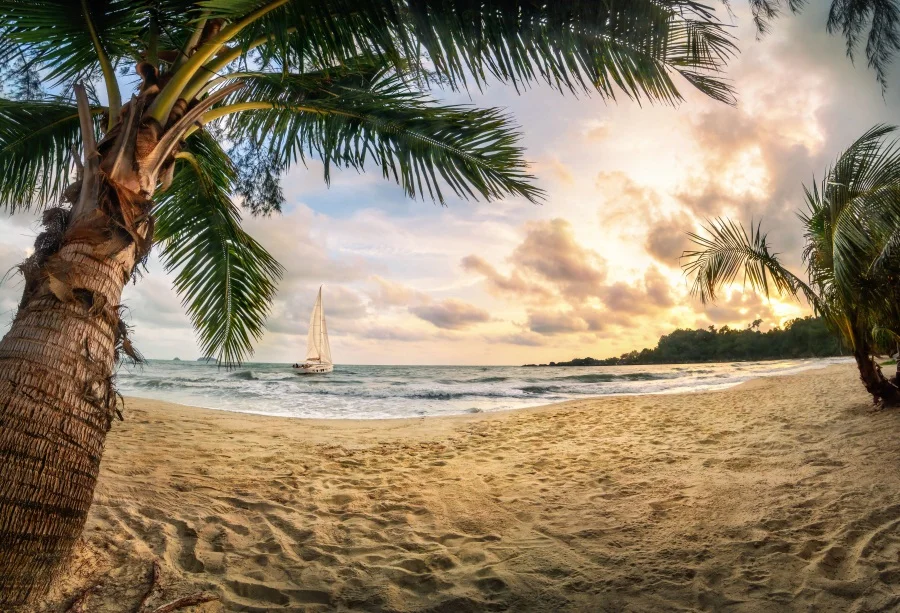 

Laeacco Beach Tropical Palm Tree Scenic Portrait Photography Background Customized Photographic Backdrop For Photo Studio
