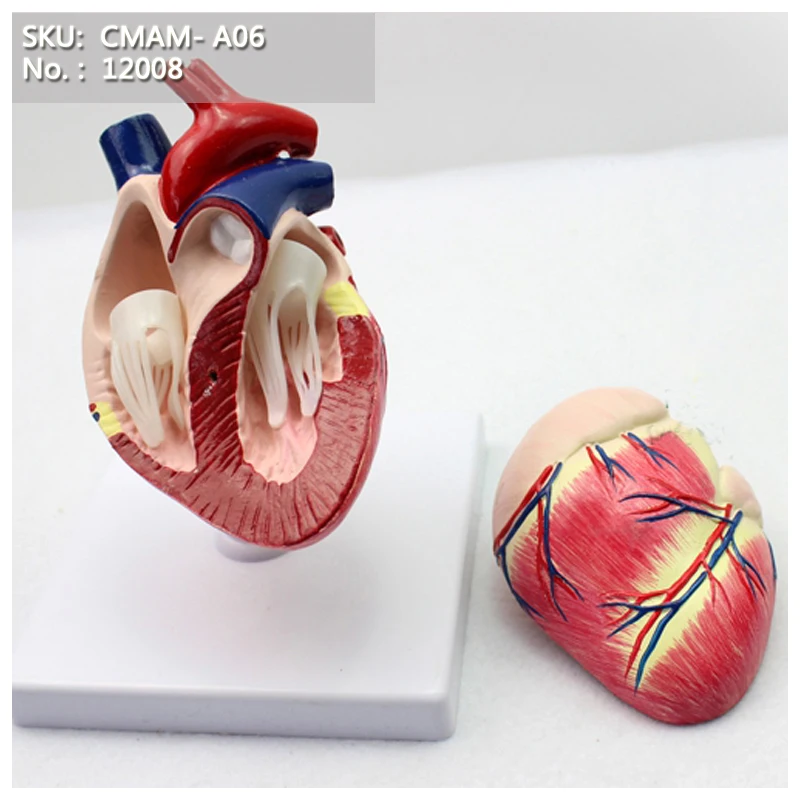 

CMAM-A06 Dog Heart Model,Animal Anatomical Models for Veterinarian's Reference