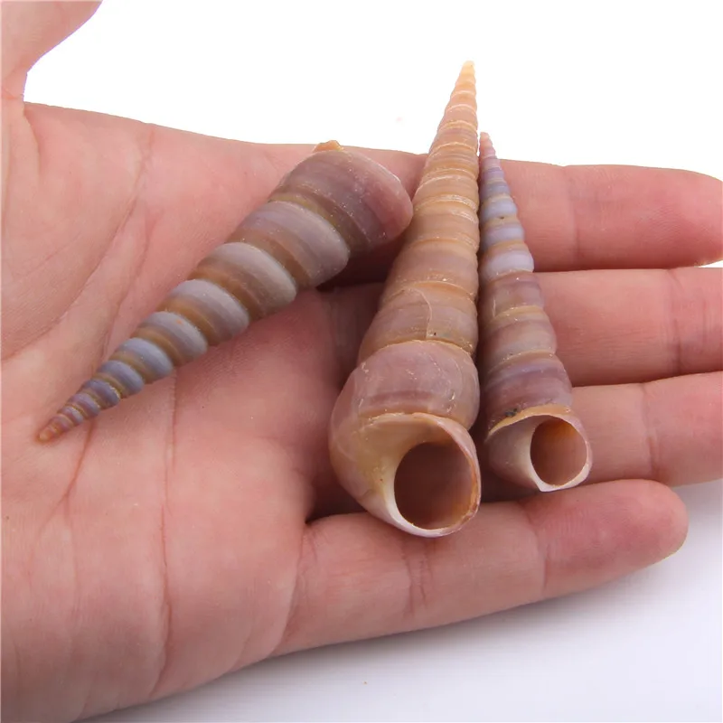 

5pcs 75*20 Natural Spiral shell Scrapbooking Craft seashells for glass bottle Sea shell Aquarium Fish Tank Landscape Home Decor