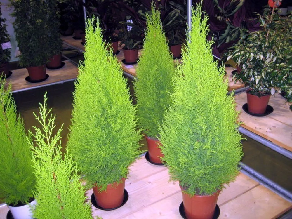 

50pcs cypress trees platycladus orientalis oriental arborvitae conifer home garden plant