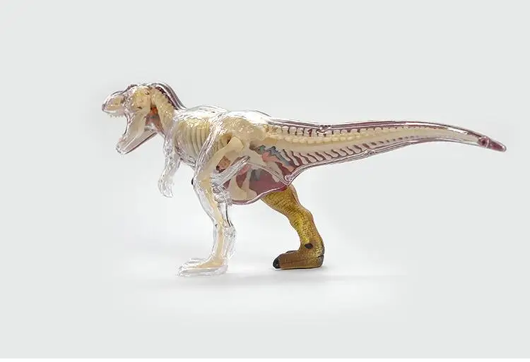 DIY игрушка головоломка собранная 4D T-REX динозавр анатомия модель полностью съемные органы тела 36 частей научная развивающая игрушка для ребенка