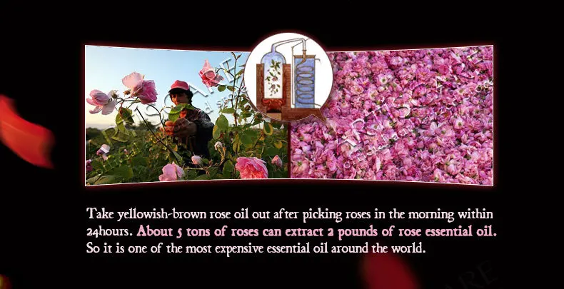 rose_03