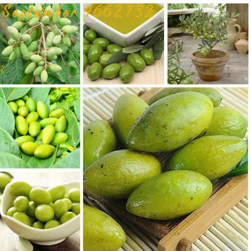 

At a loss The sale 10PCS Rare Olive Bonsai Tree plant Bonsai Fresh Exotic Tree plant Mini Olive Tree Olive Bonsai Garden Supplie