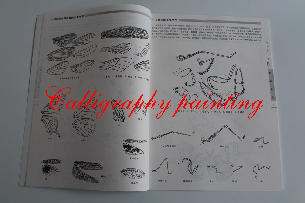 Butterfly Insect Dragonfly Chinese Painting Sketch Outline Reference Book Butterfly Insect Dragonfly Chinese Painting Sketch Outline Reference Book