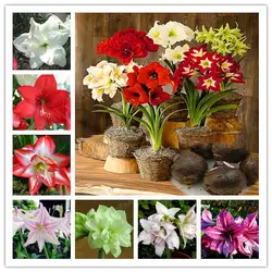 2 лампы Amaryllis луковицы True Hippeastrum луковицы цветы, Barbados Lily горшках домашний сад растения на балконе Bulbous (не бонсай)