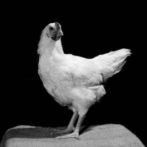 Side profile of a chicken Poster Print (24 x 36)