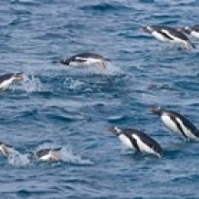 South Georgia Island  Gentoo penguins Poster Print by Jaynes Gallery (47 x 19)