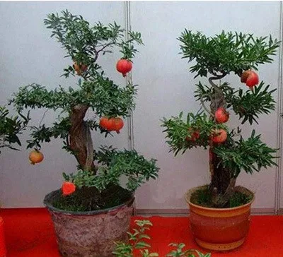 Freeshipping For 100pcs Bonsai Tree Red Pomegranate Seeds Brightly Blaze Flowers Delicious Fruit Seeds Squash Seeds Strawberryseed Bead Aliexpress
