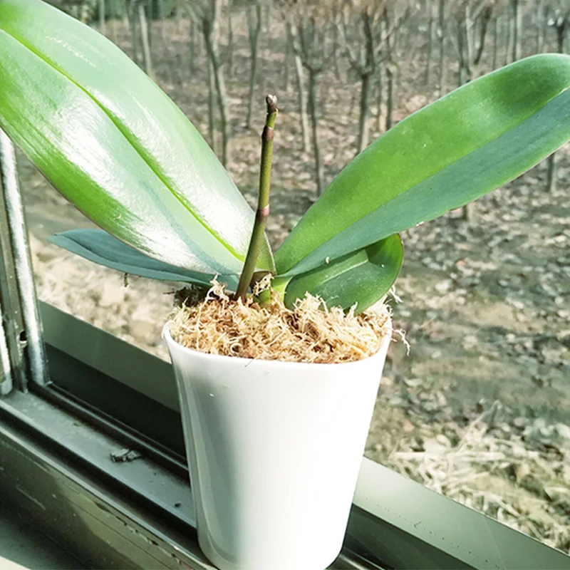 Удобрение для фаленопсиса орхидеи садовое органическое удобрение 6л сфагнум мох Садовые принадлежности увлажняющее питание органическое