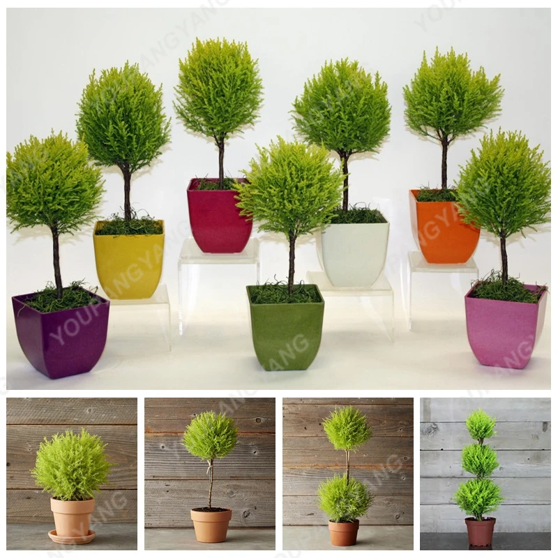 

100pcs Small Round Cypress Tree bonsai Very Easy Grow Beautiful Cypress bonsai Bonsai For Home Garden Indoor Plants Free Shippin