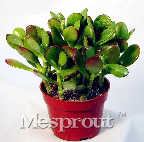 

Swallow Palm Bonsai100% Genuine Fresh Rare Jade Plant Bonsai Succulent Flower Bonsai Free Shipping 100PCS