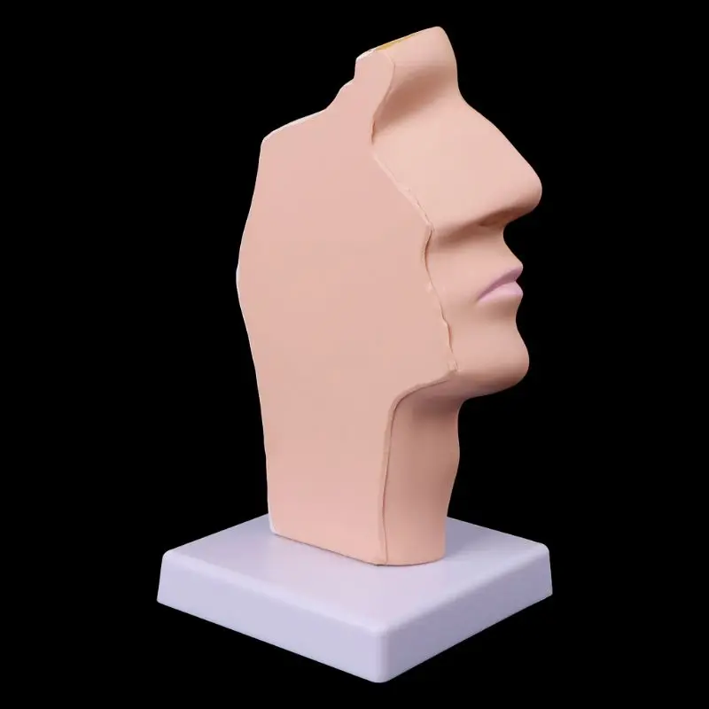 Human Nasal & Throat Anatomy Model 2