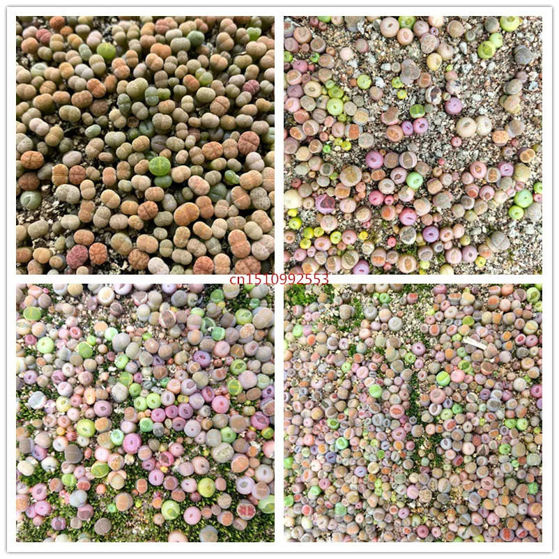 

50Pcs Mixed Lithops Bonsai Raw Stone Cactus Pseudotruncatella Succulents Tetragonia Potted Flowers Flesh plants