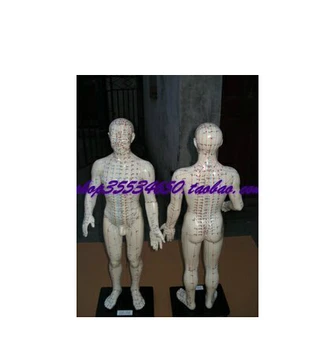 

60cm human acupuncture point model English acupoint model Meridian model